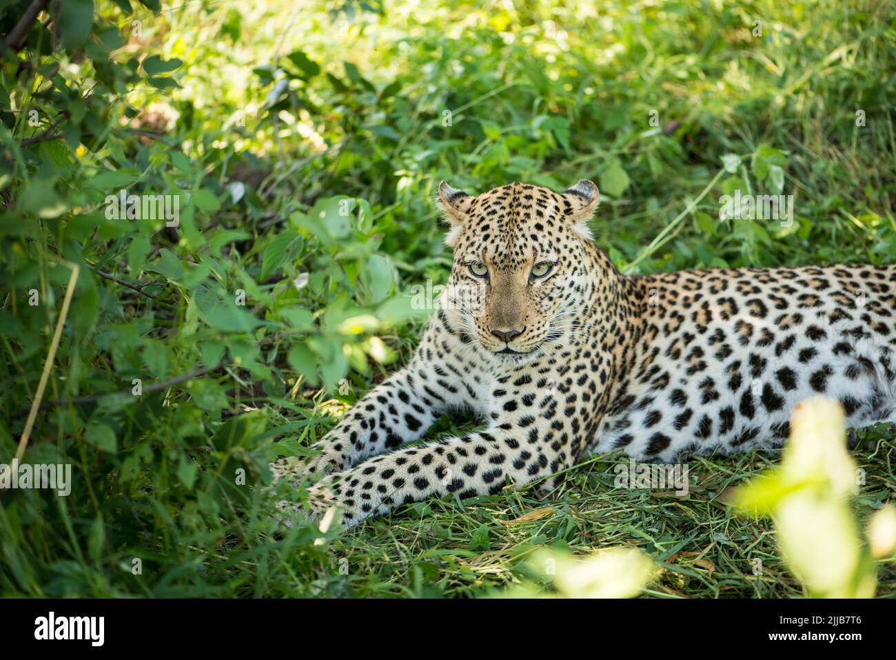 Leopard, parc de jeux du delta d'Okavango Banque D'Images