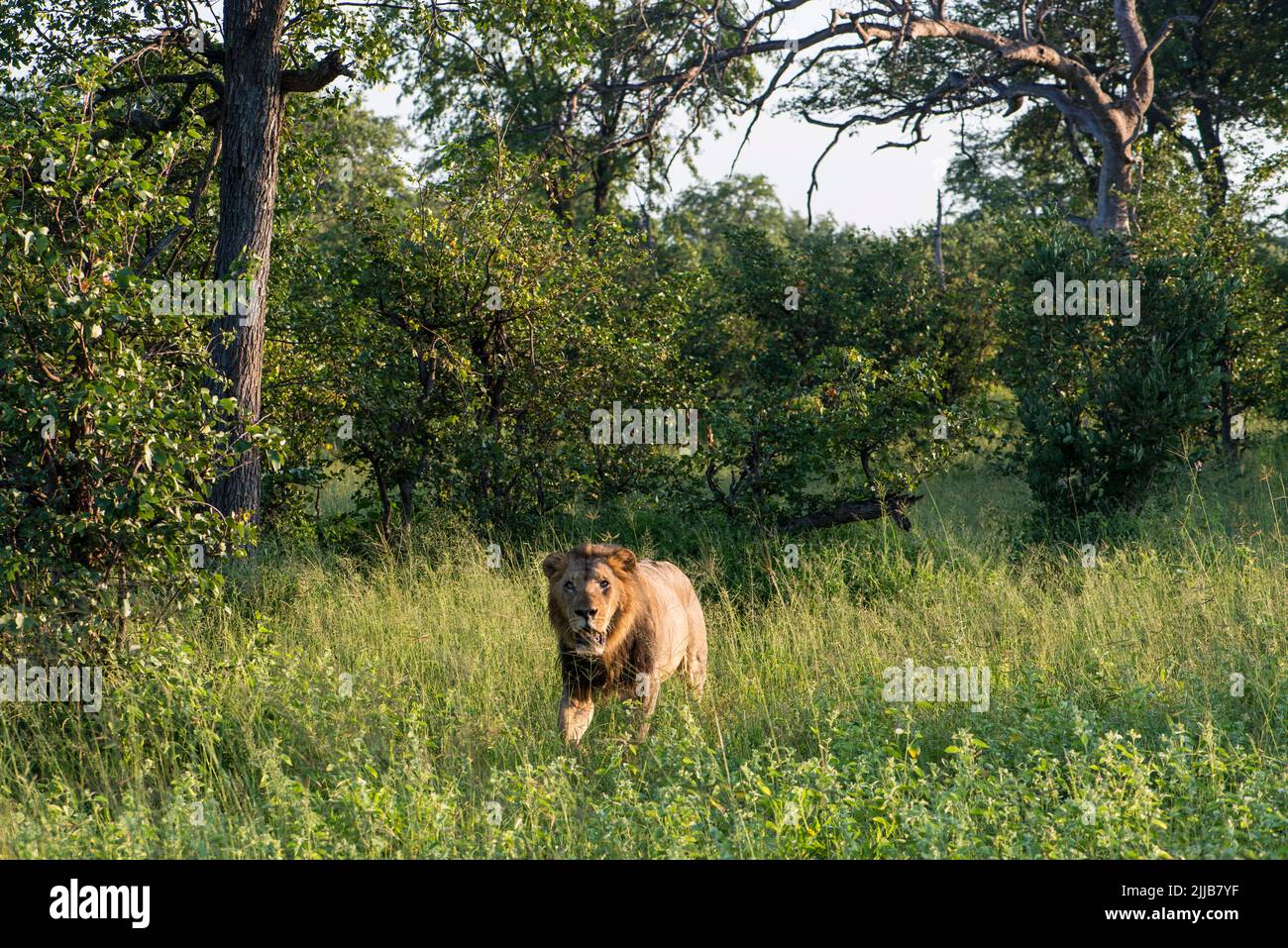 Lion mâle, parc de jeux du delta d'Okavango Banque D'Images