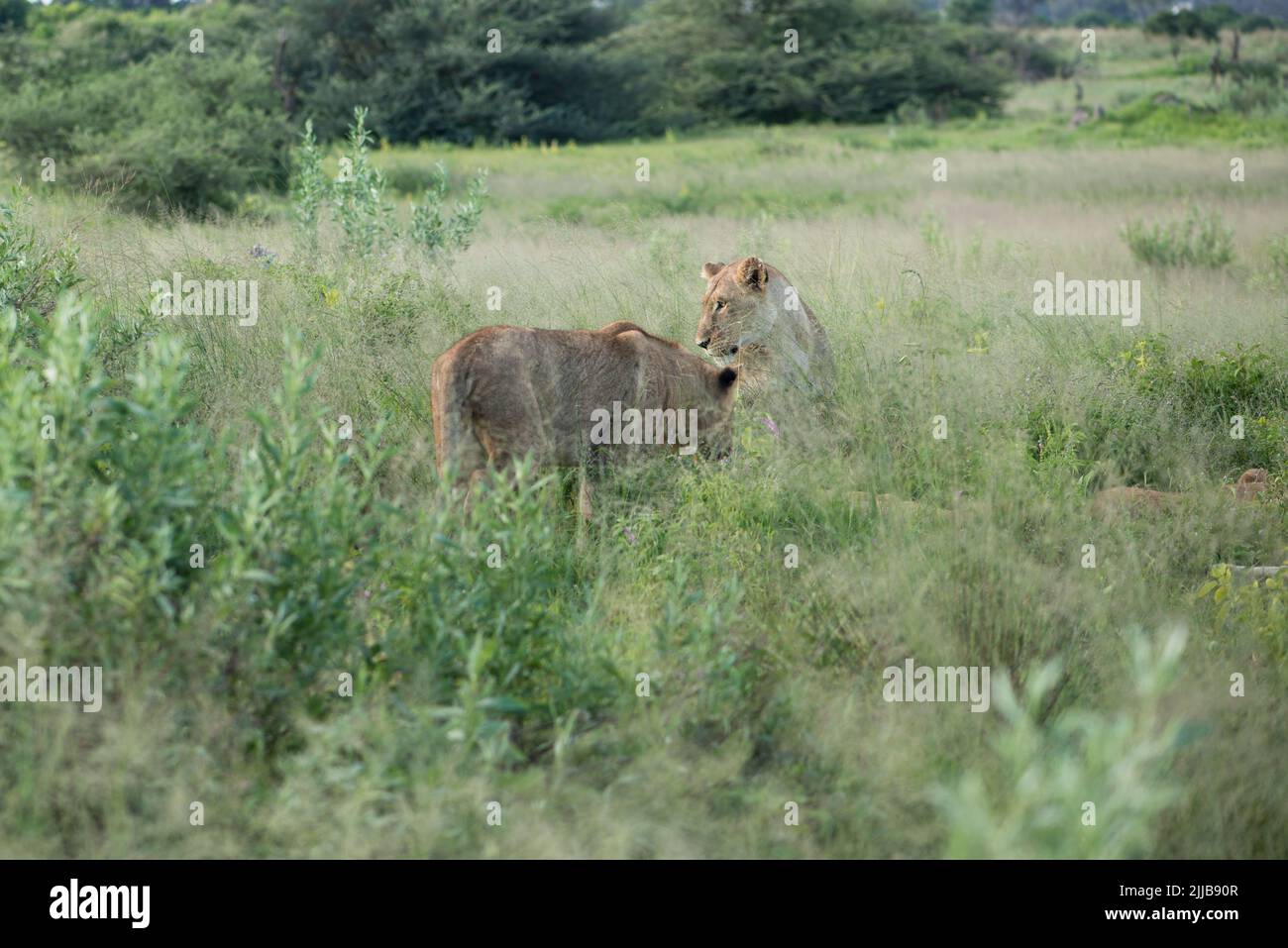 Lions, parc de jeux du delta d'Okavango Banque D'Images
