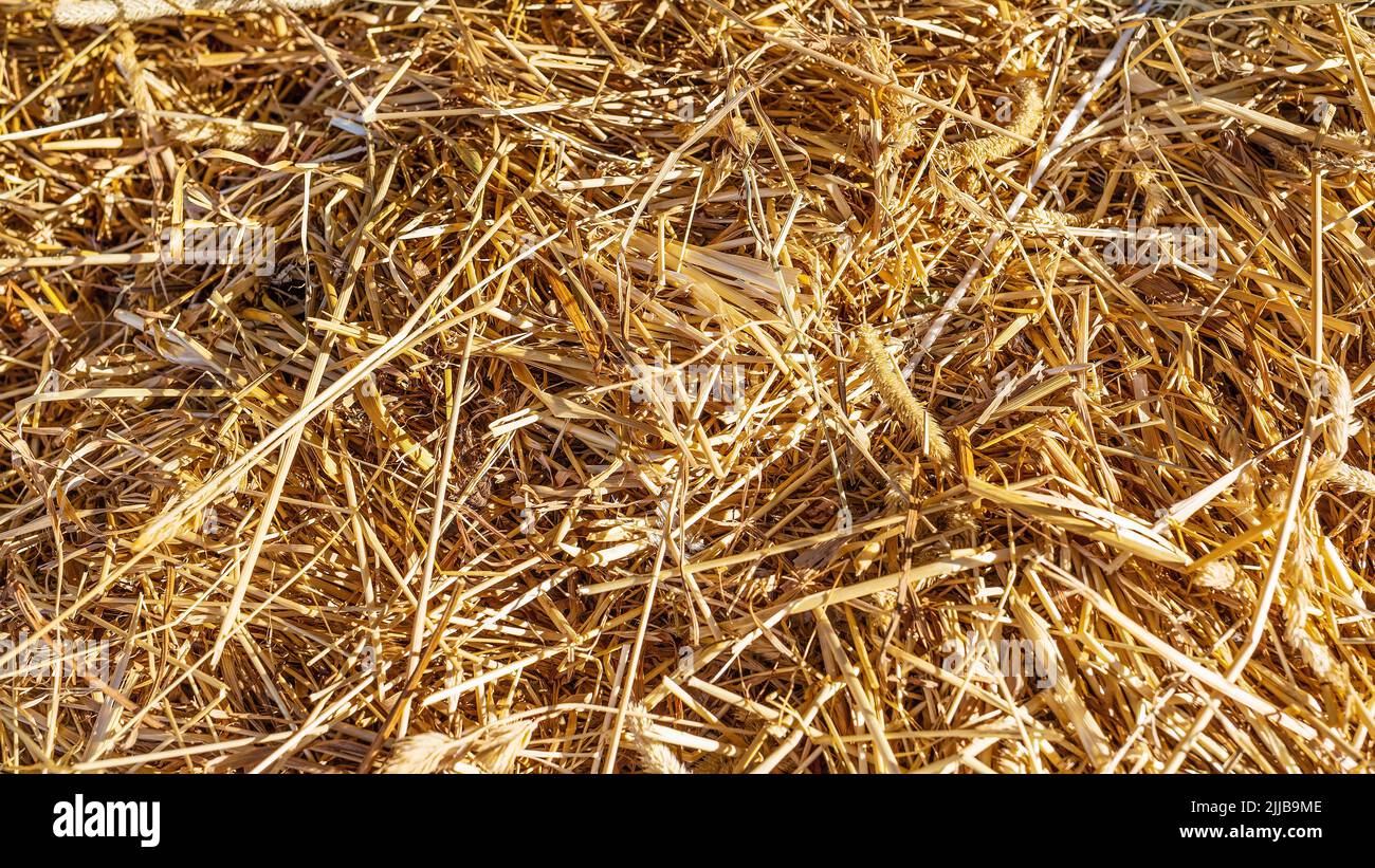Fond doré, naturel, chaud de paille de foin. La texture de la paille de foin. Récolte, récolte du foin pour l'hiver. Gros plan Banque D'Images
