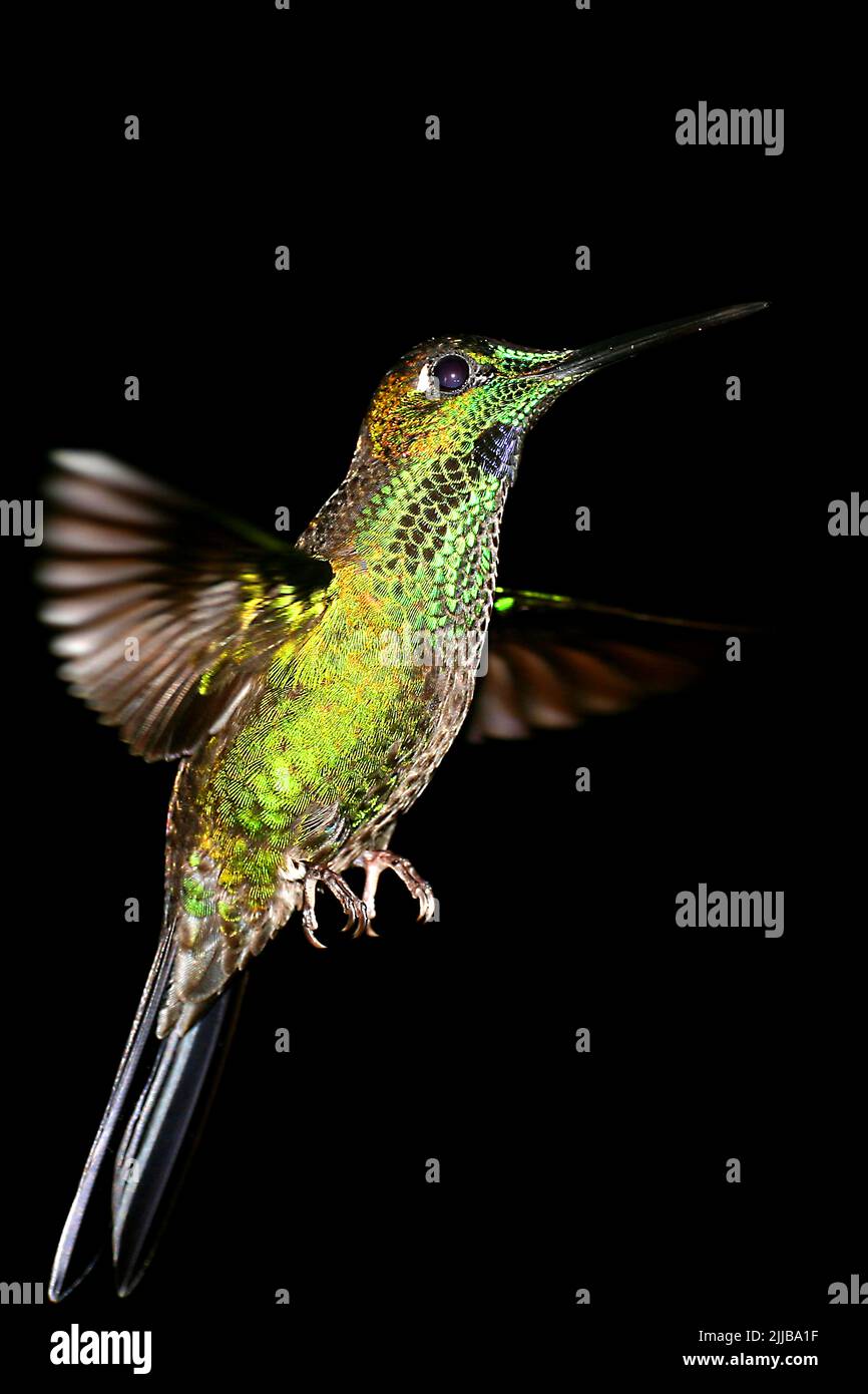 Hummingbird, Maquipucuna Cloudforest Reserve, Rainforest, province de Pichincha, Equateur, Amérique Banque D'Images