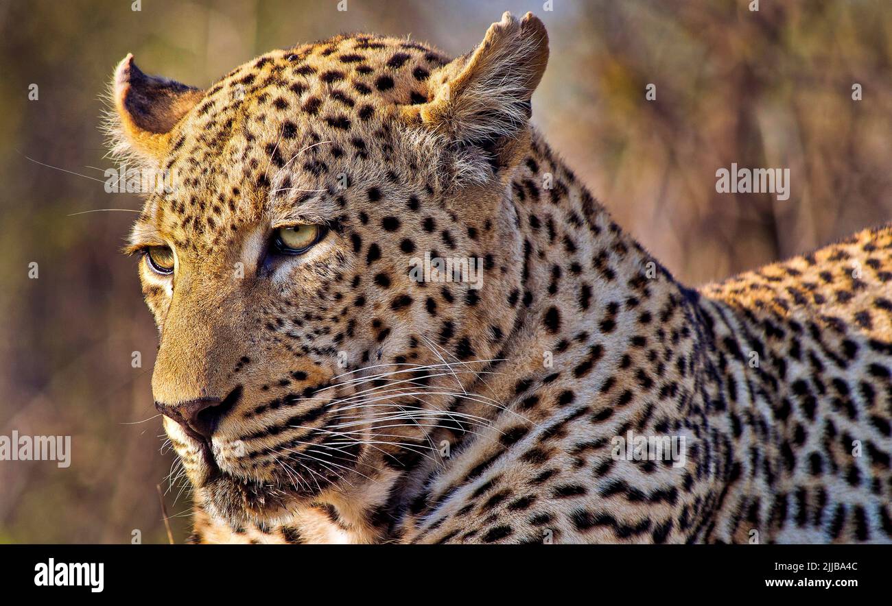 Léopard, Panthera pardus, Parc national Kruger, Mpumalanga, Afrique du Sud, Afrique Banque D'Images