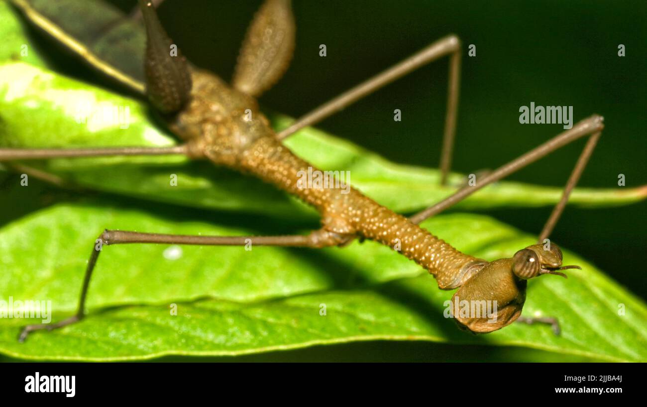 Insecte de bâton tropical, forêt tropicale, bassin de la rivière Napo, Amazonie, Equateur, Amérique Banque D'Images