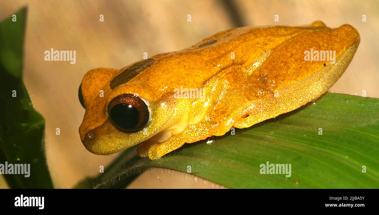 Grenouille tropicale, forêt tropicale, bassin de la rivière Napo, Amazonie, Equateur, Amérique Banque D'Images