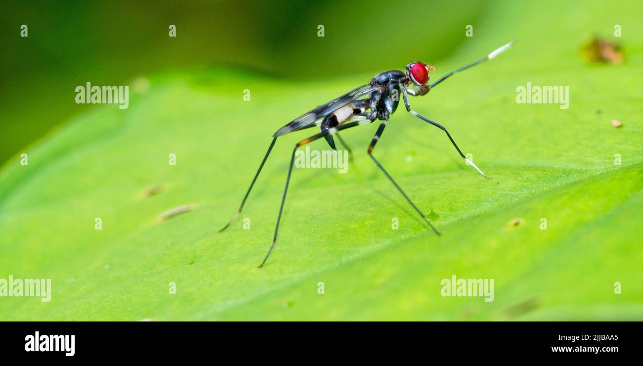 Fly, Diptera, Forêt tropicale, Parc national Marino Ballena, Uvita de Osa, Puntarenas, Costa Rica, Amérique centrale, Amérique Banque D'Images