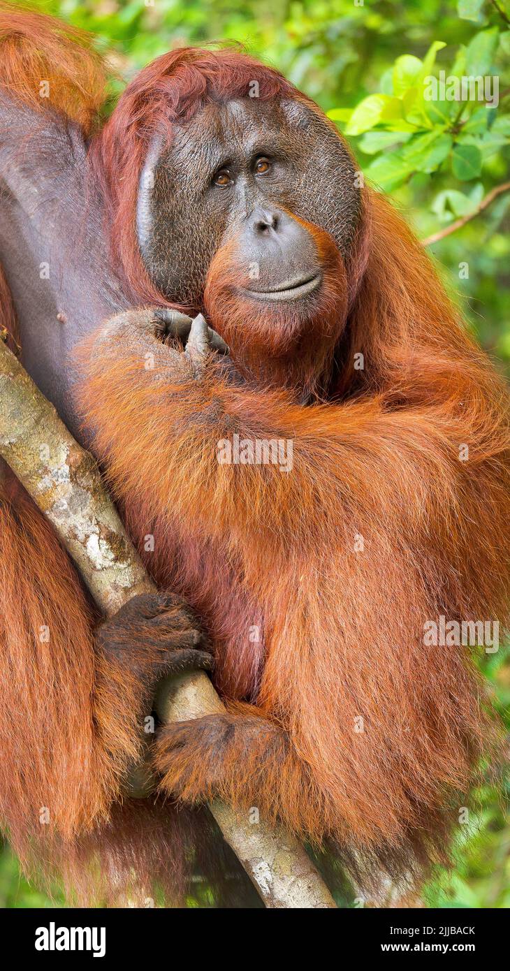 Orangutan, Pongo pygmaeus, rivière Sekonyer, parc national Tanjung Puting, Kalimantan, Bornéo, Indonésie Banque D'Images