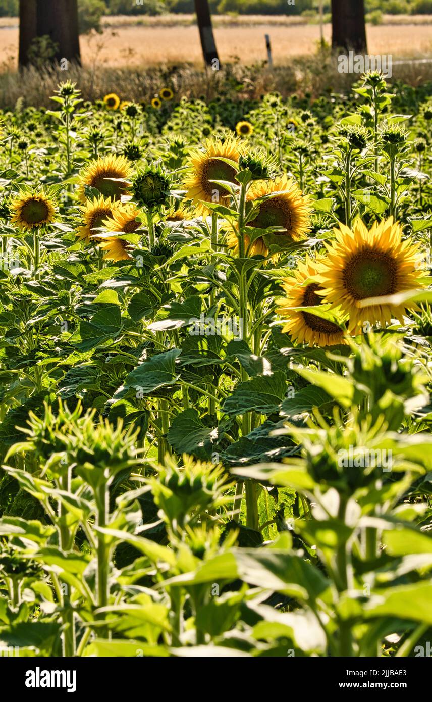 Champ de tournesol avec beaucoup de fleurs jaunes. L'huile de tournesol est produite à partir des graines. Plantes photo de la nature Banque D'Images