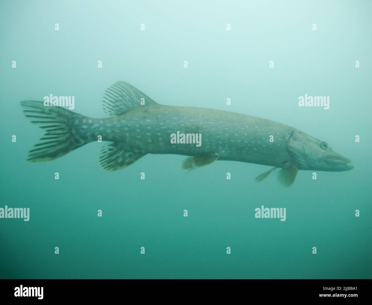 1 m de Predator brochet dans le lac de Biel, Suisse. Plongée sous-marine en eau douce. Banque D'Images