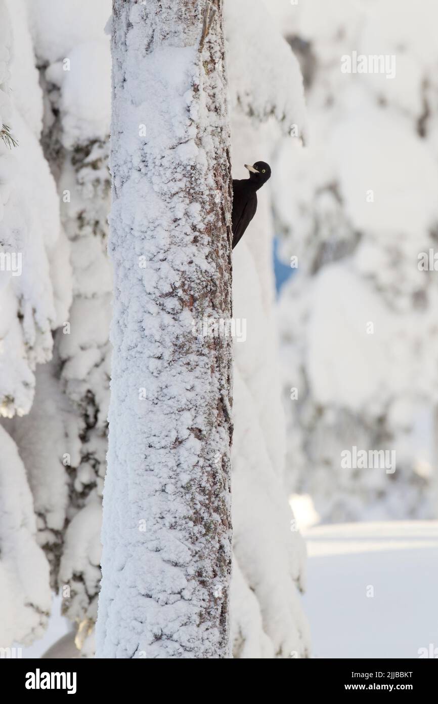 Black woodpecker Dryopus martius, femelle perchée sur le tronc de pin rouge à Kuusamo, Finlande, en février. Banque D'Images