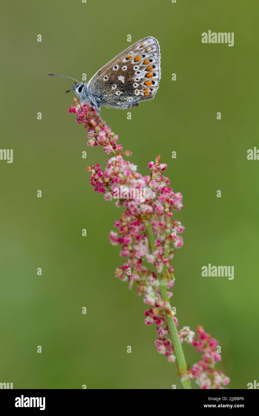 Bleu commun Polyommatus icarus, femelle adulte, roosting sur le sorrel commun (plante mâle), Raven point, Irlande en juin. Banque D'Images