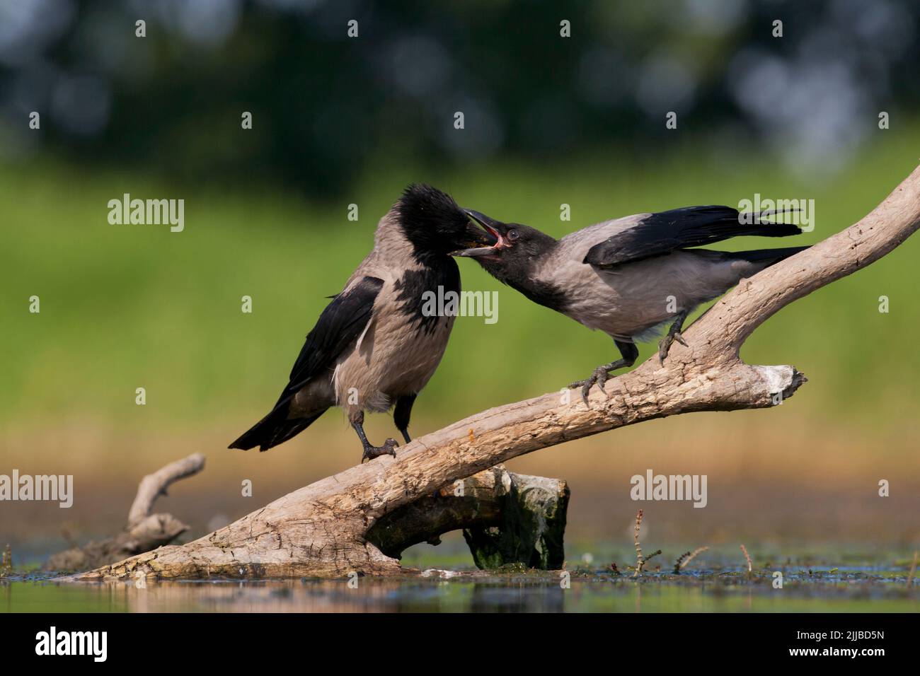 Corbeau à capuchon Corvus cornix, parent qui nourrit un jeune garçon au lac CSAJ, en Hongrie, en juin. Banque D'Images