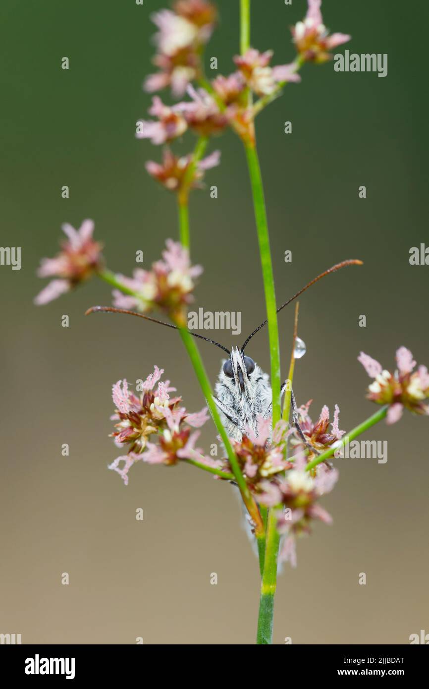 Blanc marbré Melanargia galathea, rôdé sur une ruée à fleurs acérées à Alners Gorse, Dorset en juillet. Banque D'Images