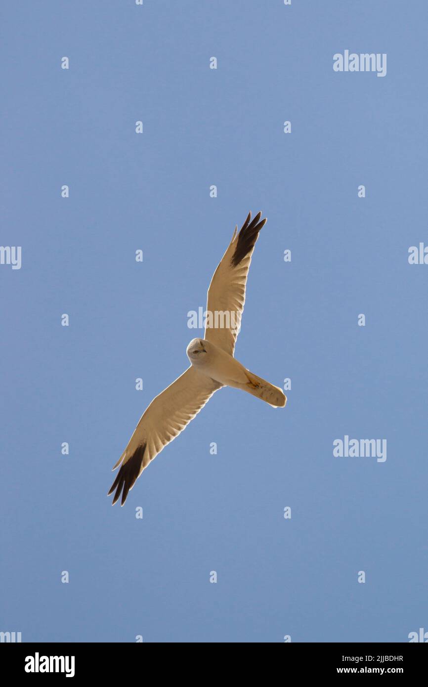 Pallid harrier Circus macrourus, adulte, en vol sur la migration, Rift Valley, Ethiopie en mars. Banque D'Images