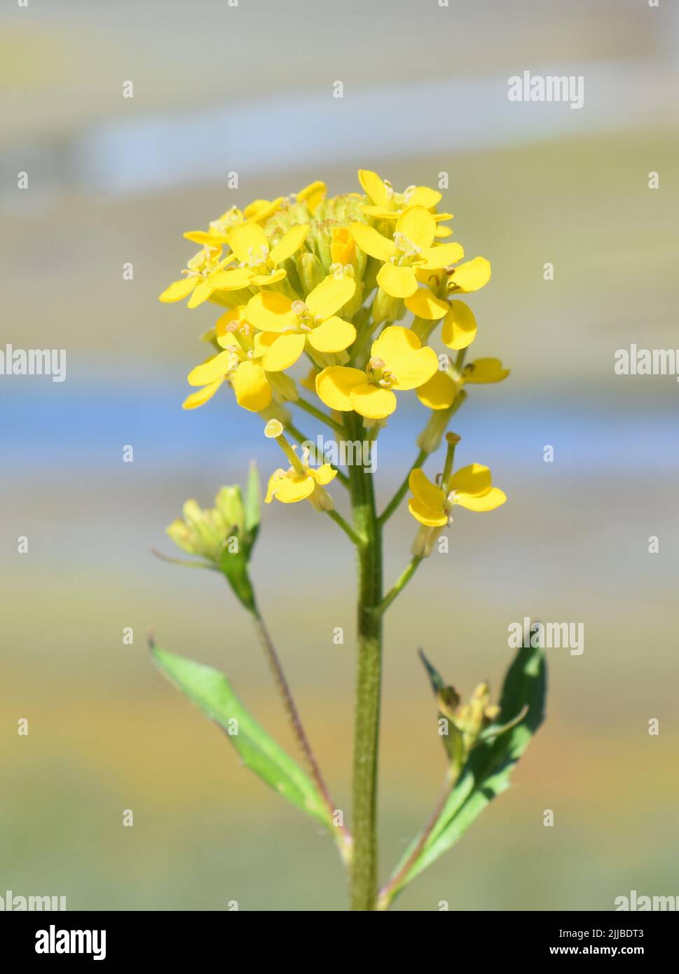 La moutarde à la mélasse Erysimum cheiranthoides fleurs jaunes en gros plan Banque D'Images
