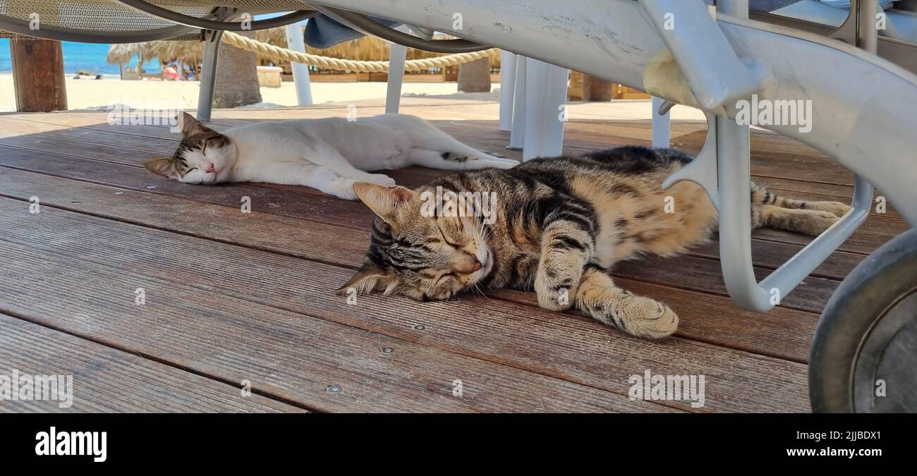 Les chats de l'hôtel se reposent sous les canapés pendant la journée Banque D'Images