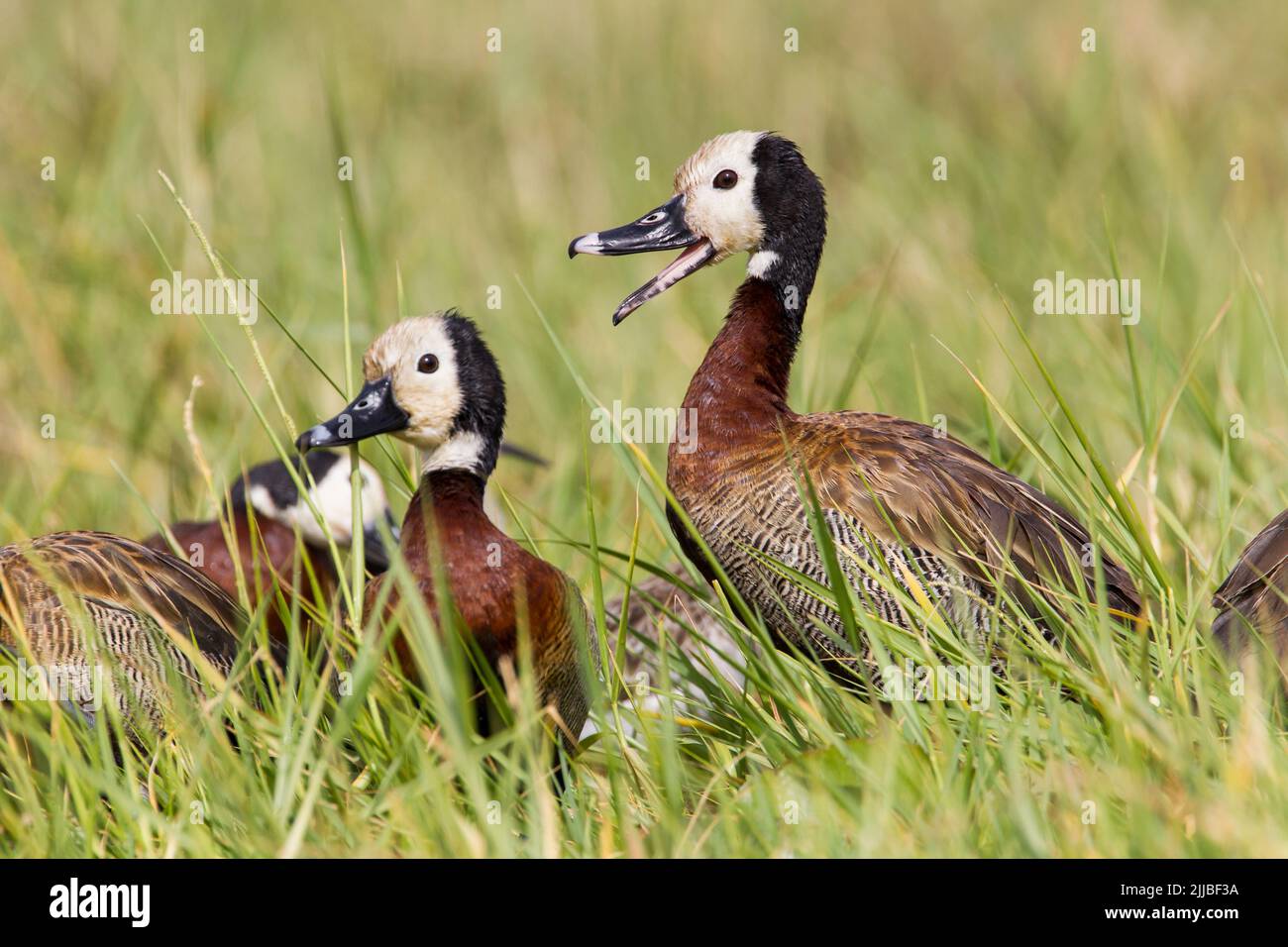 Canard siffleur à face blanche Dendrocygna viduata, troupeau, appel et recherche dans les marais, Amora Gedel National Park, Awassa, Ethiopie, en février. Banque D'Images