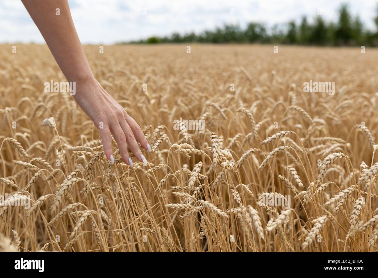 pays, nature, vacances d'été, agriculture et concept de peuple - gros plan de la jeune femme touchant à la main des épillets dans le champ de blé d'or Banque D'Images