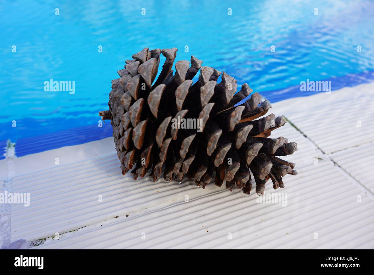 Cèdre, cônes de pin près de la piscine en été Banque D'Images