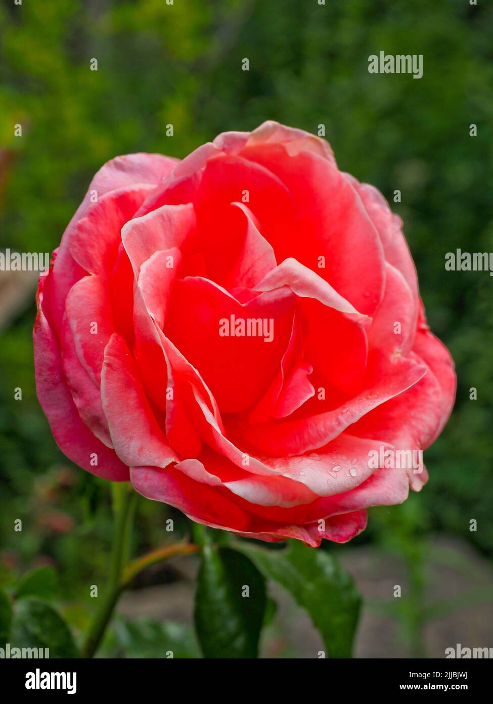 Gros plan d'une rose rouge vif Banque D'Images