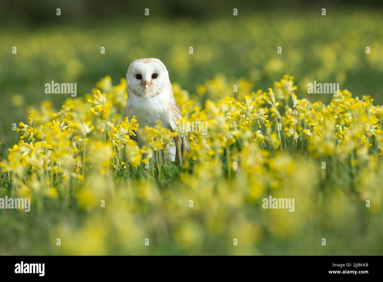 Effraie des clochers Tyto alba (captive), femelle adulte, parmi, Cowslips Hawk Conservancy Trust, Hampshire, au Royaume-Uni en mai. Banque D'Images