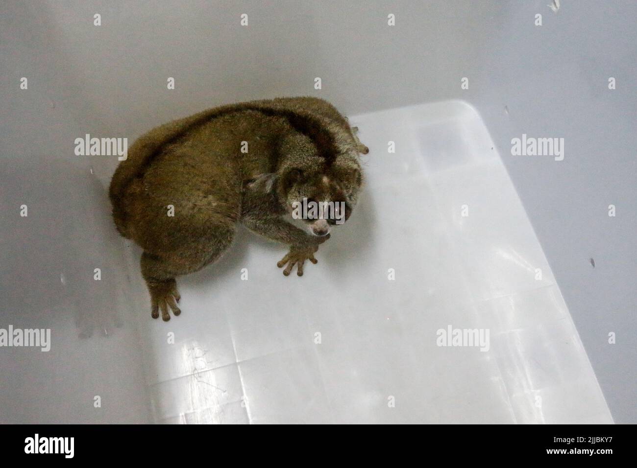 Un loris lent de Sumatran (Nycticebus coucang) fait l'objet de contrôles de santé à la Fondation indonésienne pour l'initiation à la réhabilitation de la nature (YIARI) à Bogor, Banque D'Images