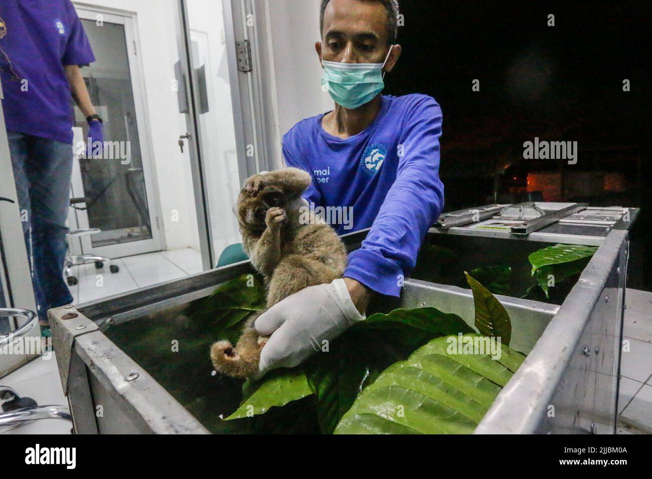 Un loris lent de Sumatran (Nycticebus coucang) fait l'objet de contrôles de santé à la Fondation indonésienne pour l'initiation à la réhabilitation de la nature (YIARI) à Bogor, Banque D'Images