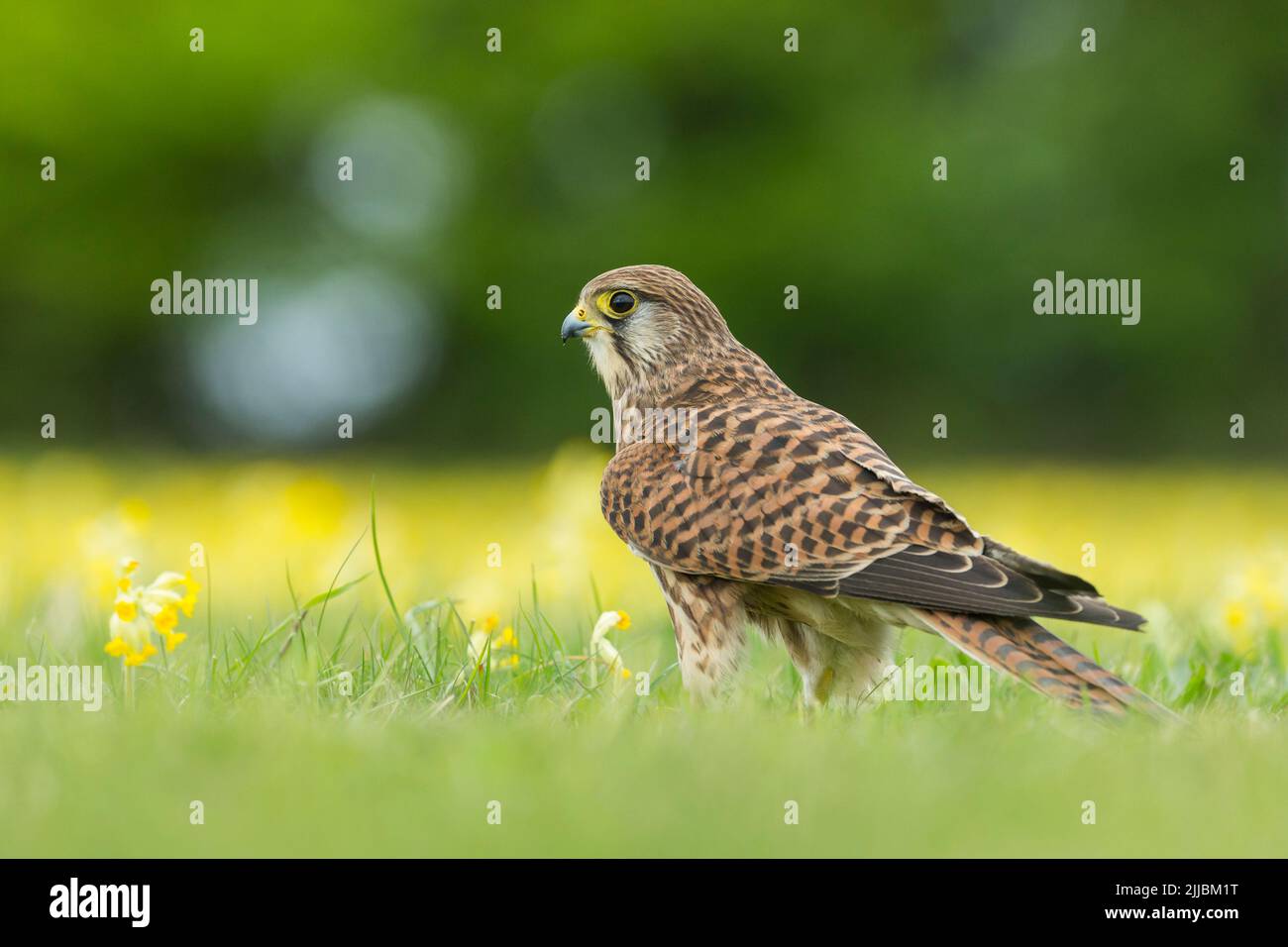 Faucon crécerelle Falco tinnunculus (captive), femelle immature, dans la prairie, Hawk Conservancy Trust, Andover, Hampshire, au Royaume-Uni en avril. Banque D'Images