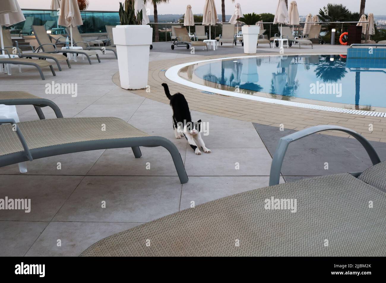 Chats. Les chats de l'hôtel posent pour la caméra Banque D'Images