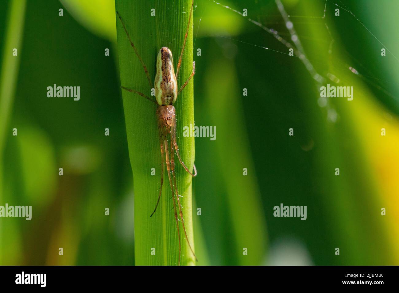 Gros plan d'une araignée de Weaver à larges mâchoires (Tetragnatha SP) en position défensive, en se pliant sur une feuille latérale de bassin verte. Banque D'Images