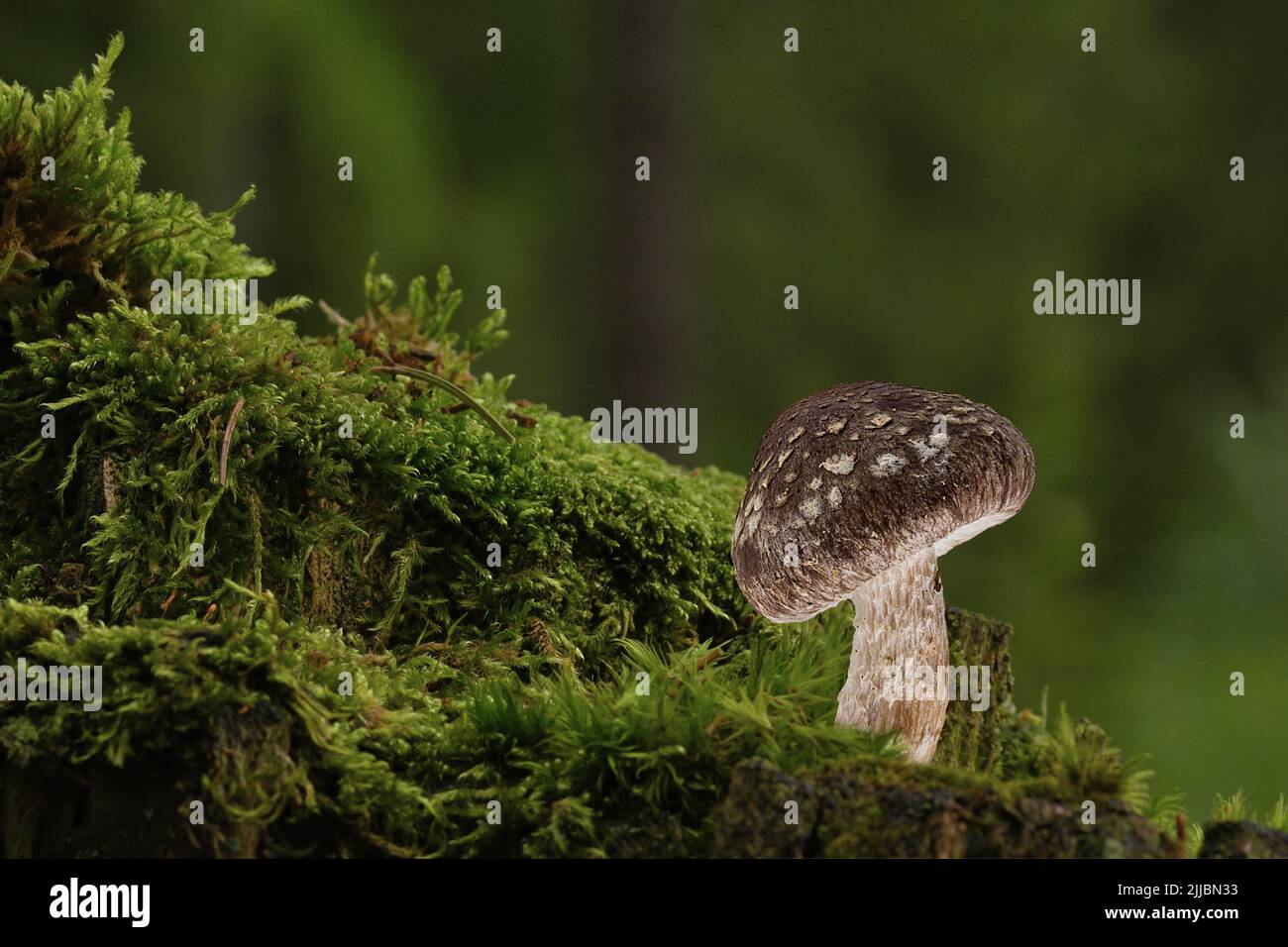 Champignon dans une clairière dans la forêt, arrière-plan abstrait Banque D'Images
