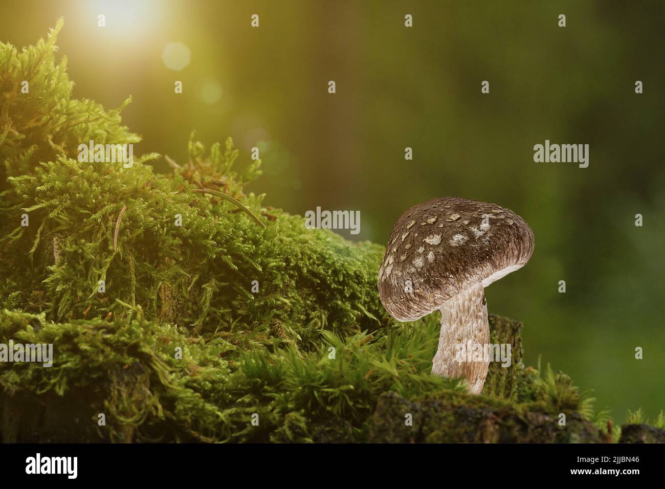 Champignon dans une clairière dans la forêt, arrière-plan abstrait Banque D'Images
