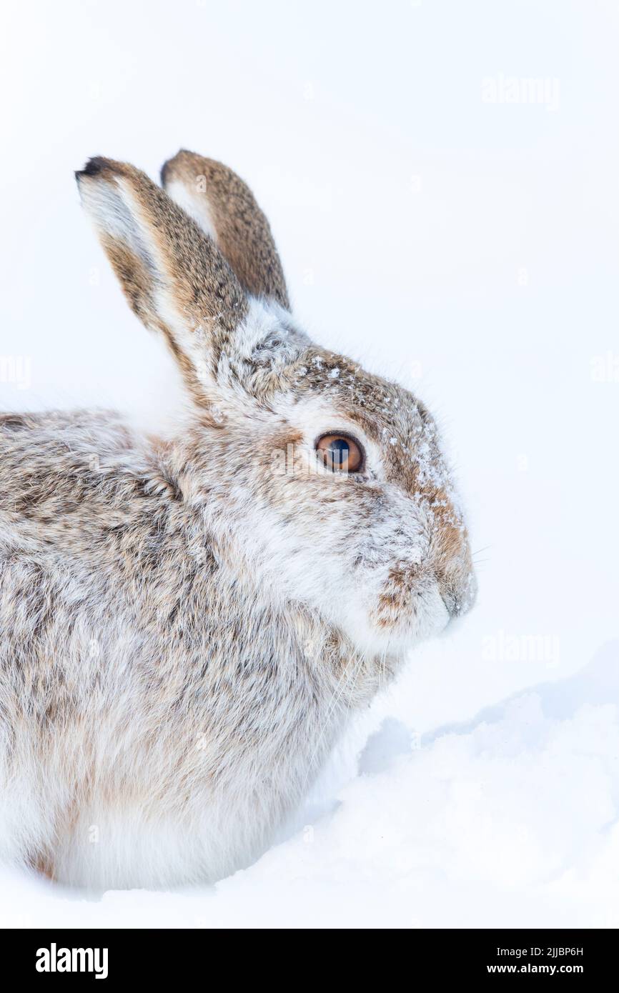 Lièvre Lepus timidus, adulte, accroupi dans la neige, la vallée de Findhorn, en Écosse, en février. Banque D'Images