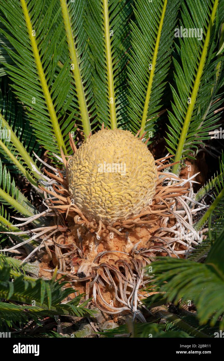 Cycas Revoluta Plant Flower Banque D'Images