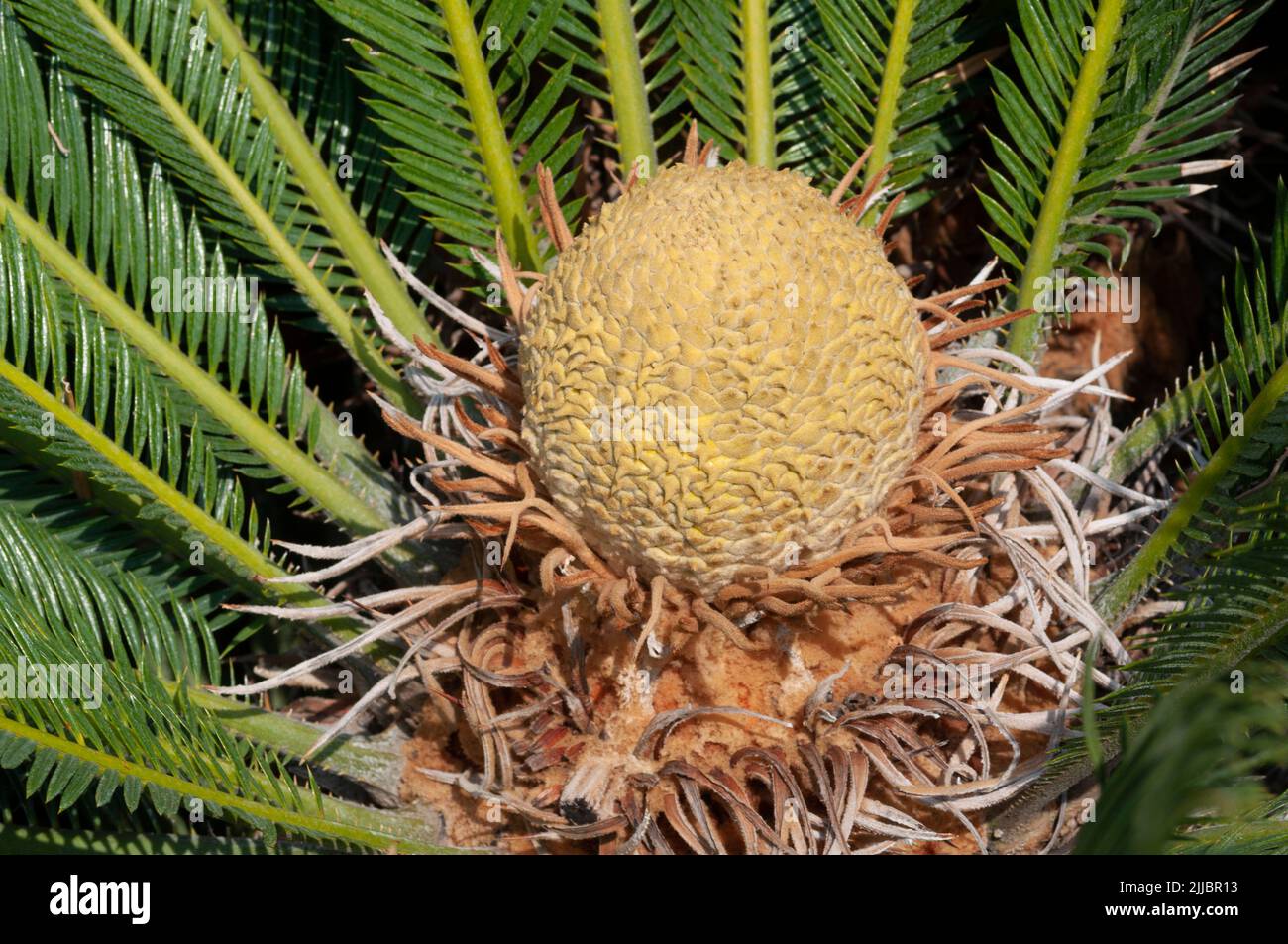 Cycas Revoluta Plant Flower Banque D'Images