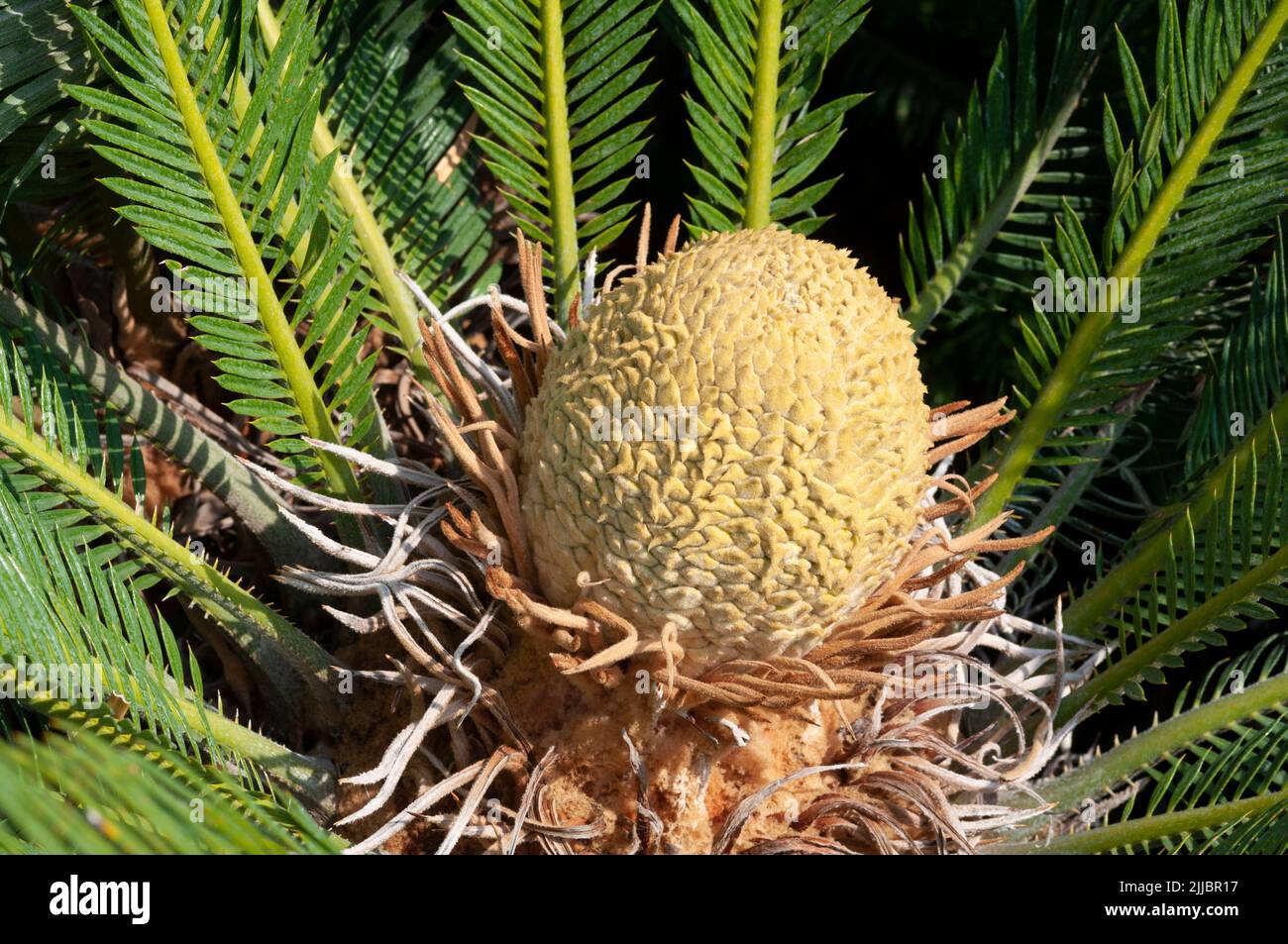 Cycas Revoluta Plant Flower Banque D'Images