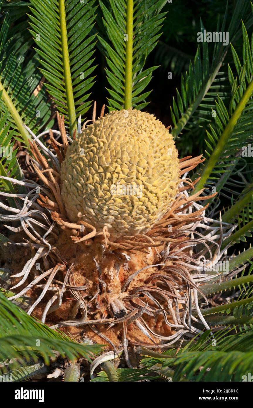Cycas Revoluta Plant Flower Banque D'Images