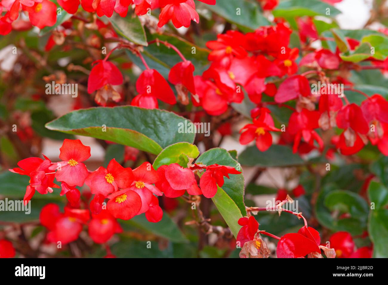 Fleurs Begonia Dragon Wing Banque D'Images