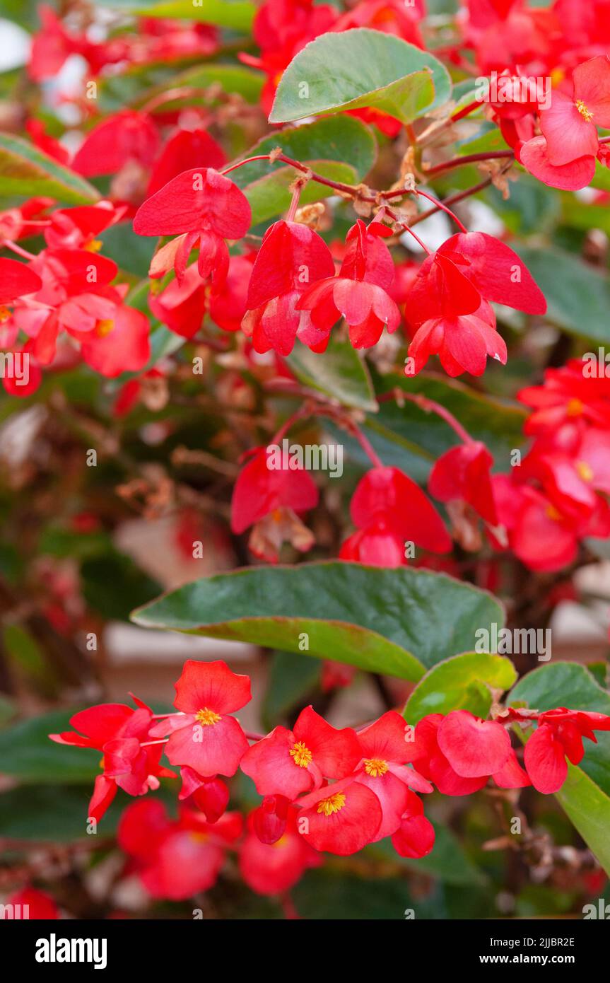Fleurs Begonia Dragon Wing Banque D'Images