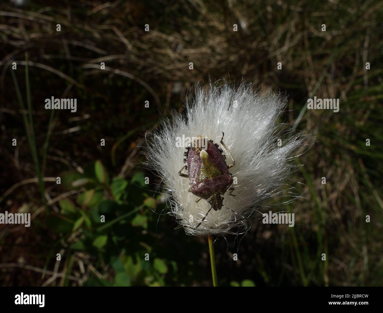 Shieldbug, Dolycoris baccarum, assis sur l'herbe de coton au début de l'été. Larkollen, Norvège. Banque D'Images