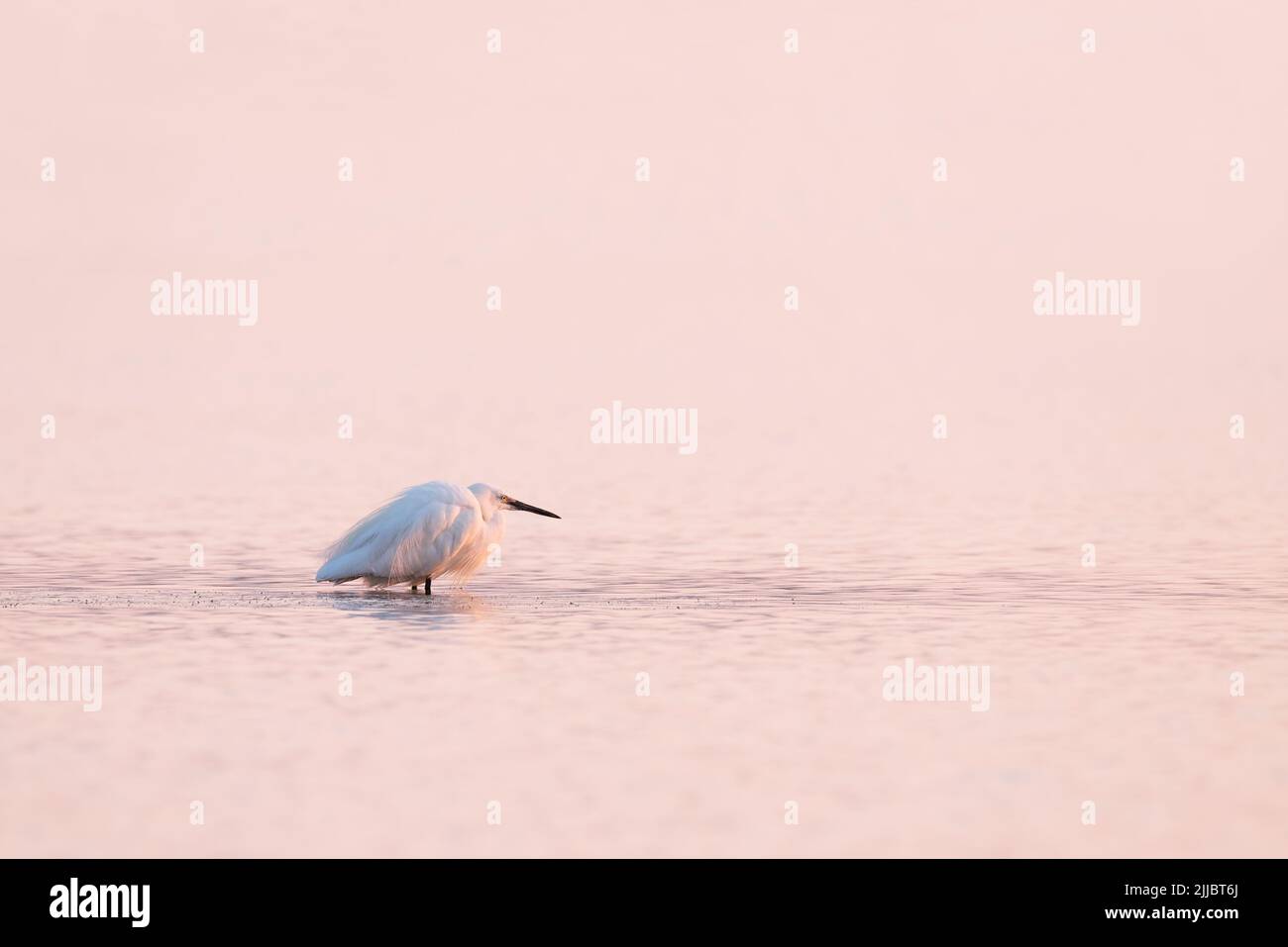 Beau petit oiseau blanc d'aigrette ou petit héron debout dans l'eau rose de lever de soleil de la baie de mer Banque D'Images