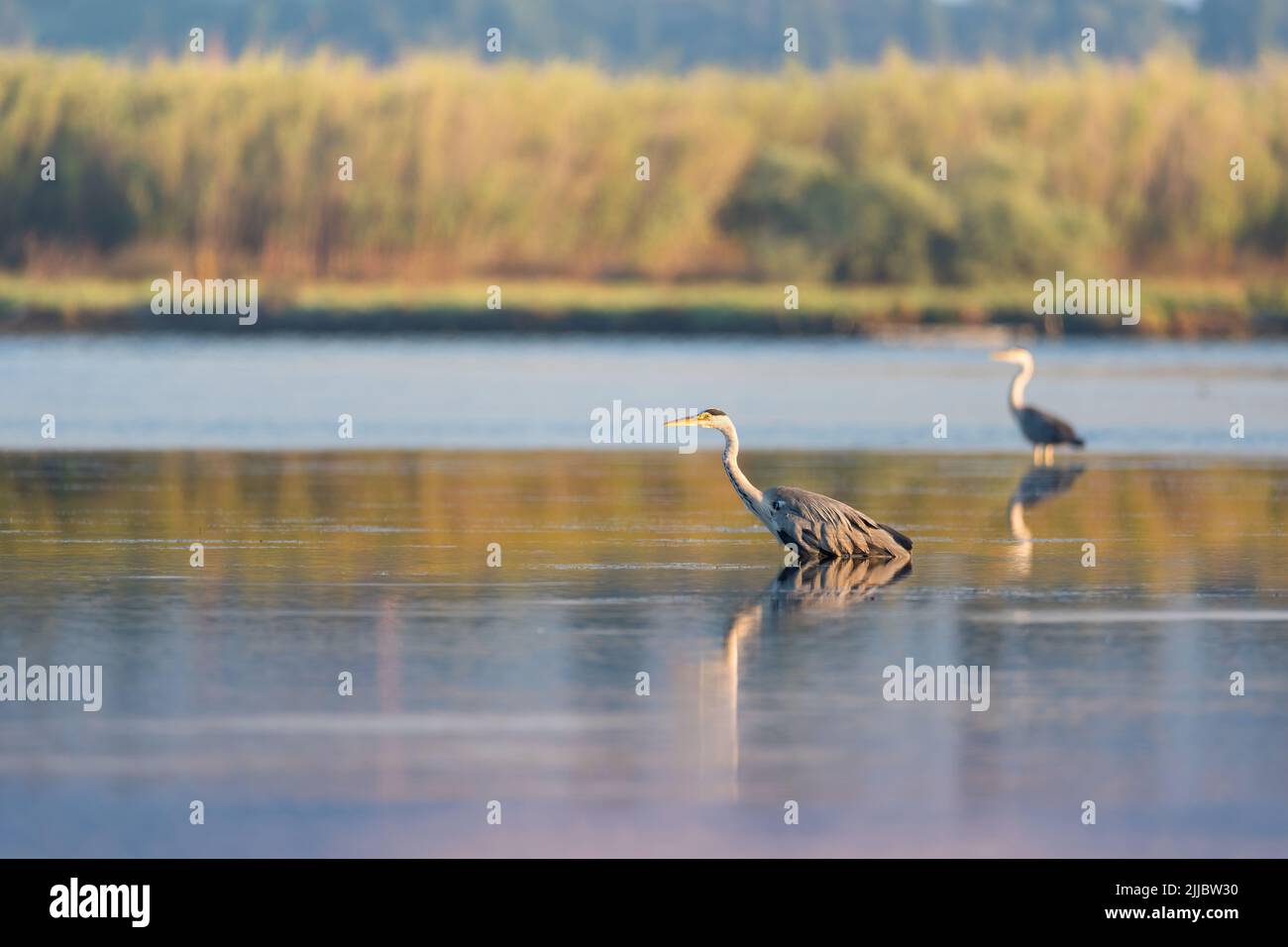 Deux magnifiques oiseaux de héron gris se tenant dans l'eau pour la chasse ou la pêche le matin Banque D'Images