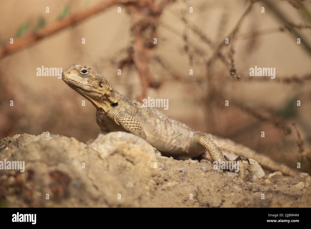 Le lézard européen d'Agama sur fond de nature d'été Banque D'Images