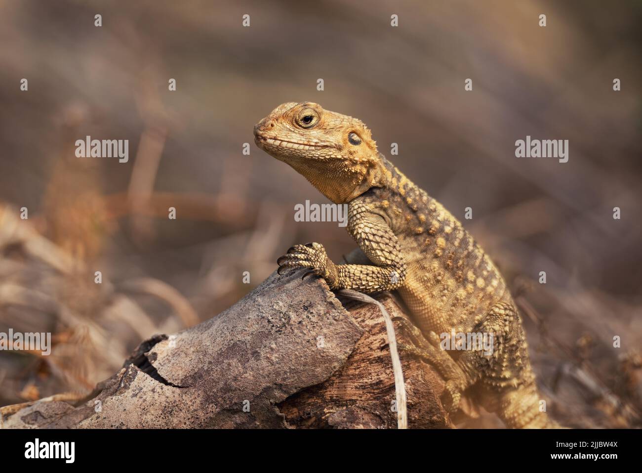 Le lézard européen d'Agama sur fond de nature d'été Banque D'Images