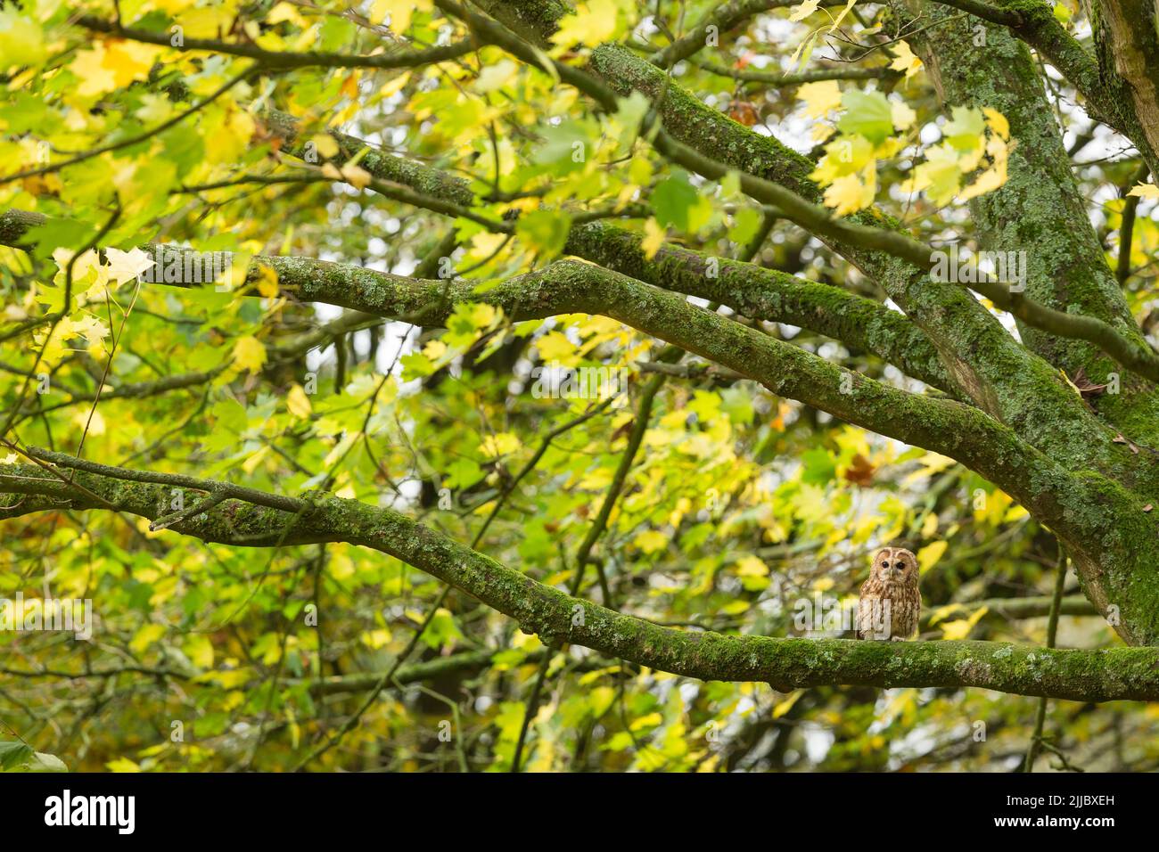 Tawny Owl Strix aluco (captif), homme adulte perché dans les bois, Hawk Conservancy Trust, Andover, Hampshire, Royaume-Uni, Novembre Banque D'Images