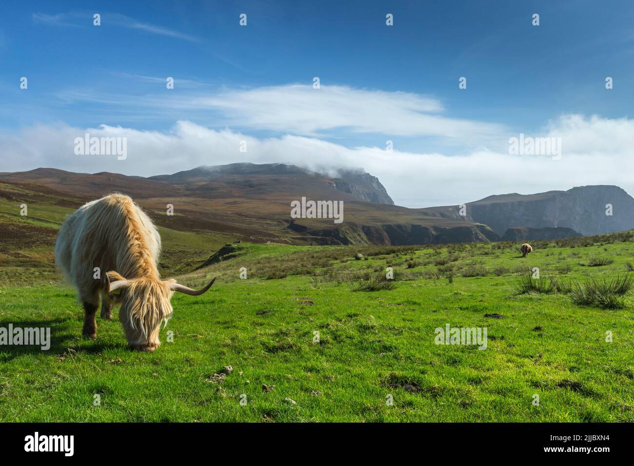 Vue sur le paysage de l'OA avec une vache des Highlands en premier plan, Islay, Écosse, Royaume-Uni en septembre 2017 Banque D'Images