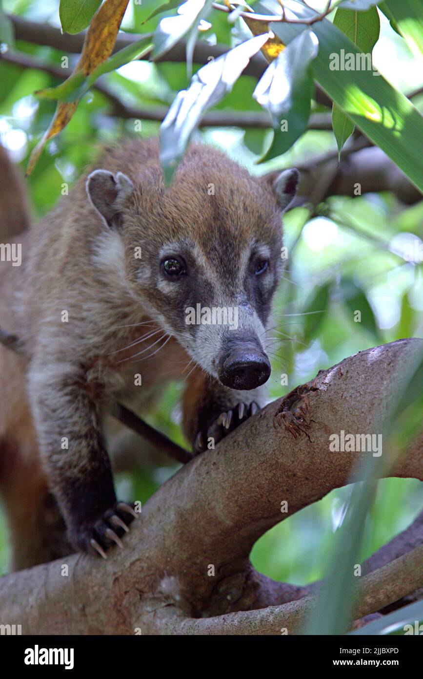 Un coati dans un arbre au Mexique Banque D'Images