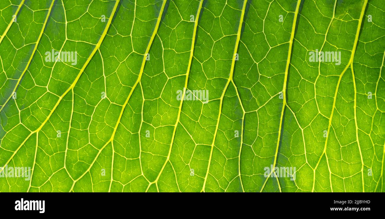 Macro photographie de feuille verte avec veines et cellules, résumé été nature arrière-plan, texture fraîche du feuillage. Structure de gros plan Banque D'Images