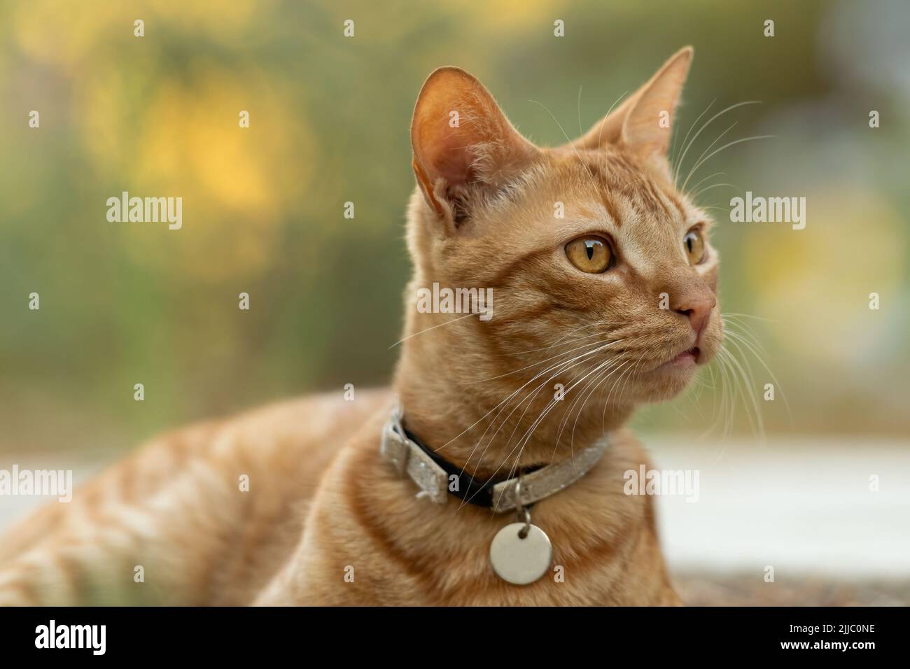 Gros plan sur un chat au gingembre assis dans le jardin. Banque D'Images