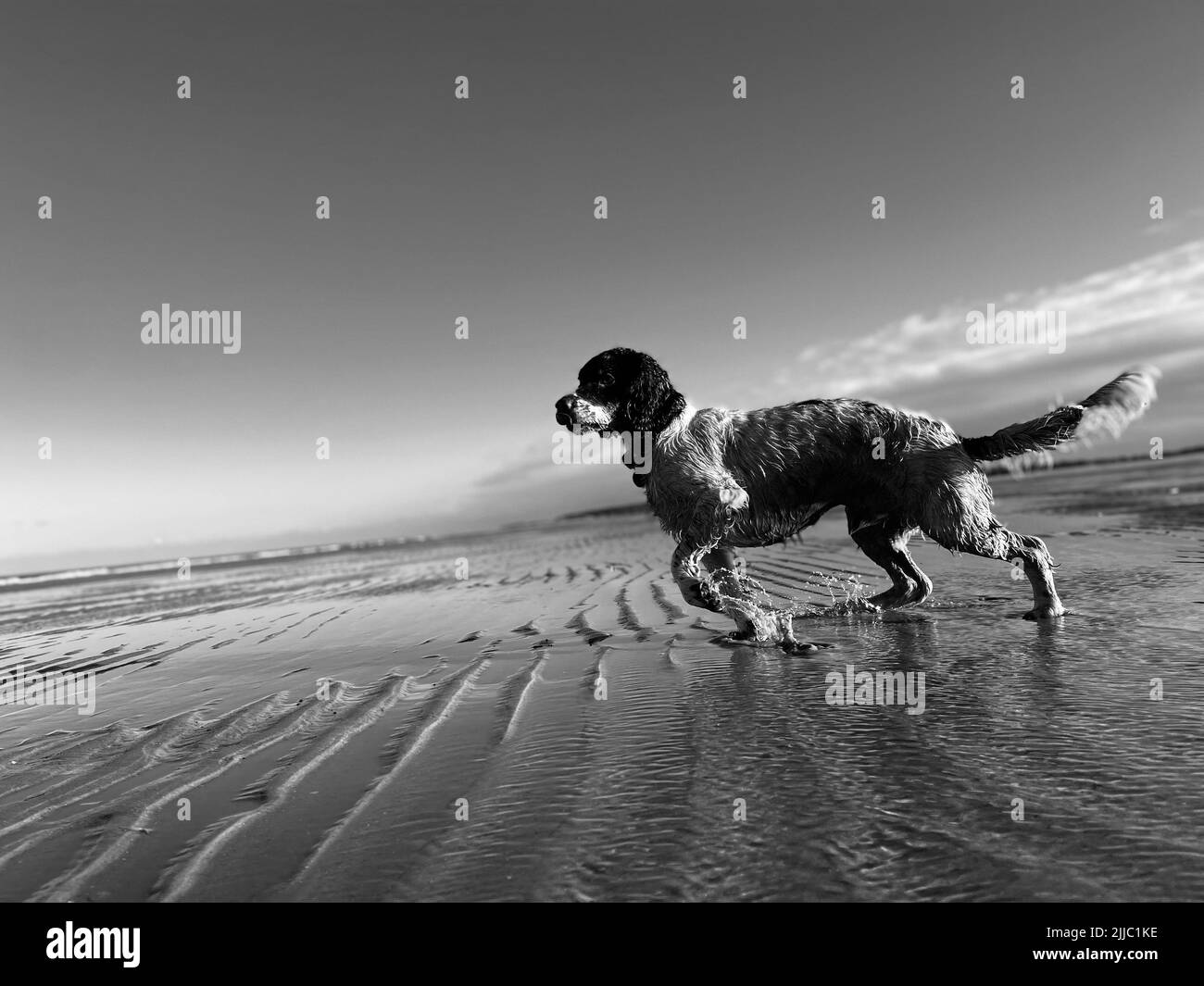 Photo en niveaux de gris d'un chien Setter anglais humide debout sur le sable, près de la piscine Banque D'Images