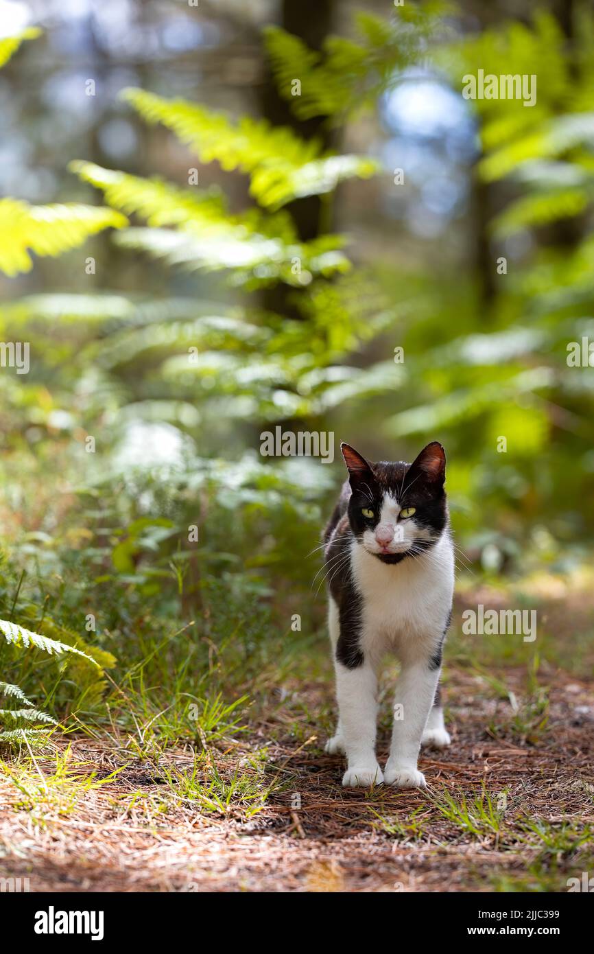 chat sauvage noir et blanc, mâle, marchant dans la forêt par une journée ensoleillée dans le sous-bois. image verticale, thèmes animaux. Banque D'Images